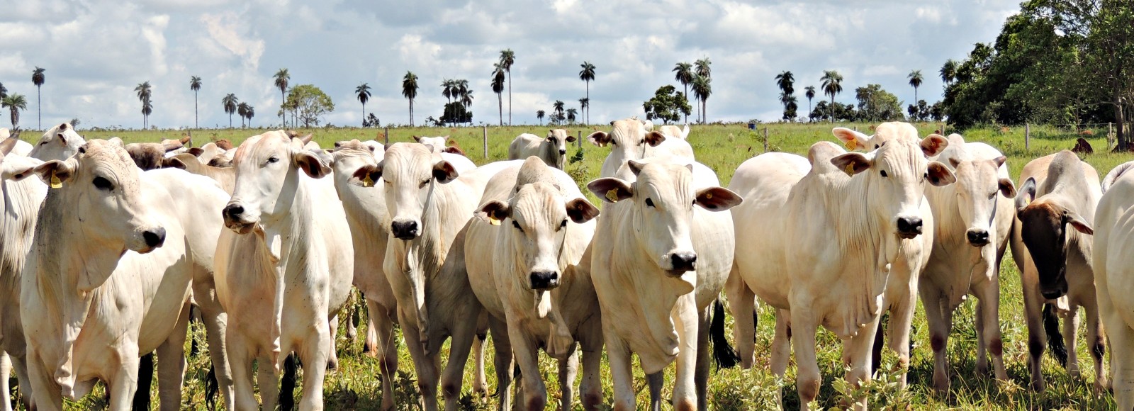 Gado_Fazenda-Cabeceira-do-Prata